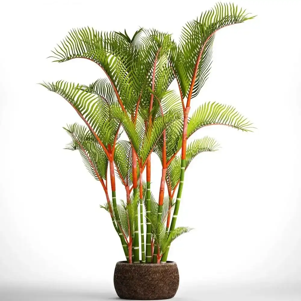 Lipstick Palm Plant